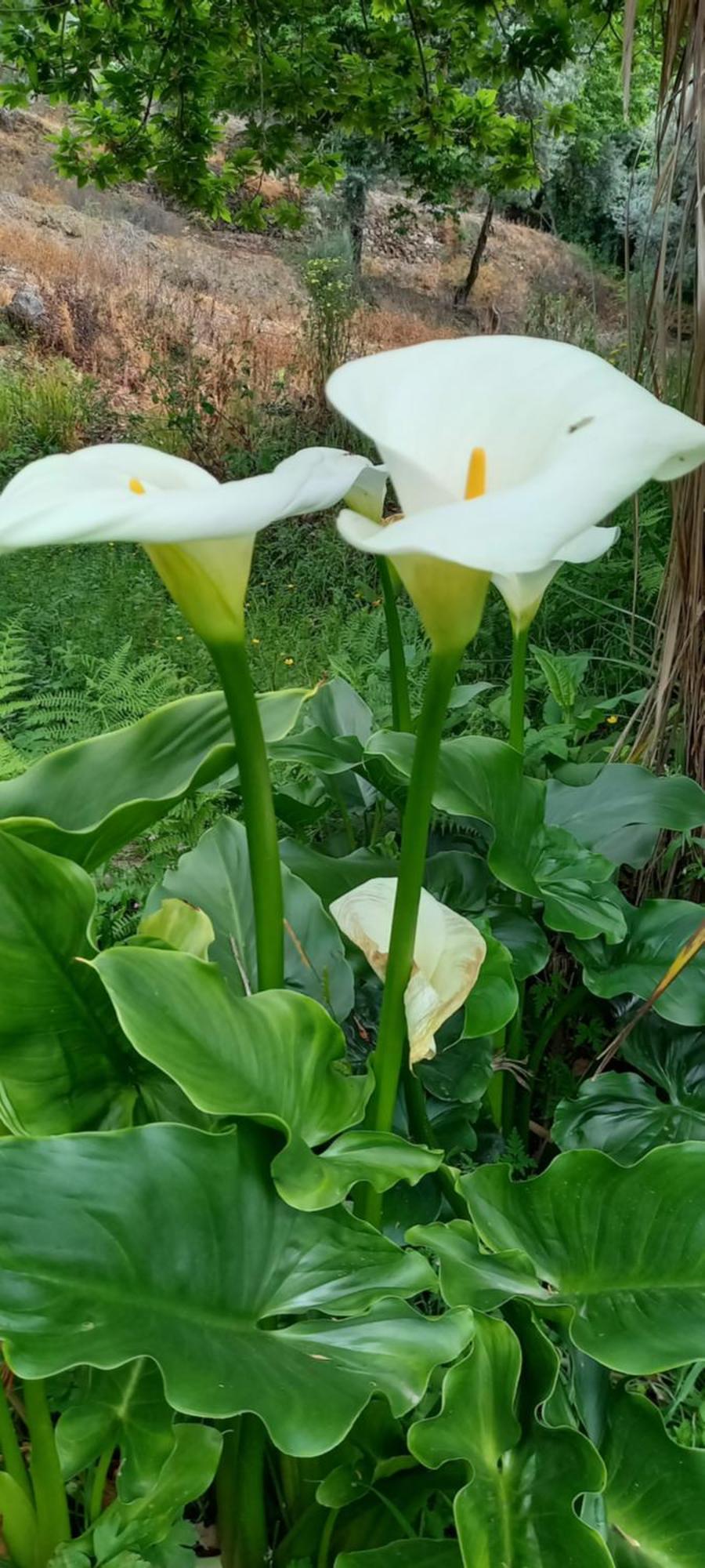 Bell-Tenten Quinta Pomar Do Pontido Cabeceiras de Basto ภายนอก รูปภาพ
